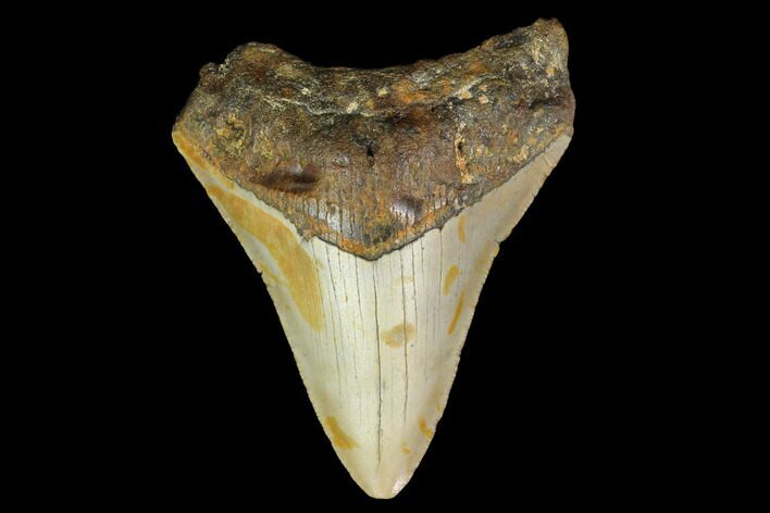 Fossil Megalodon Tooth - North Carolina #131574